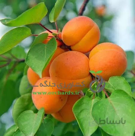 نهال زردآلو پیش رس (ترشتی)