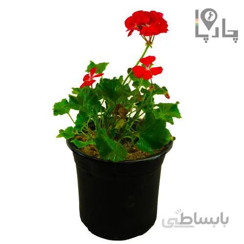 گل شمعدانی