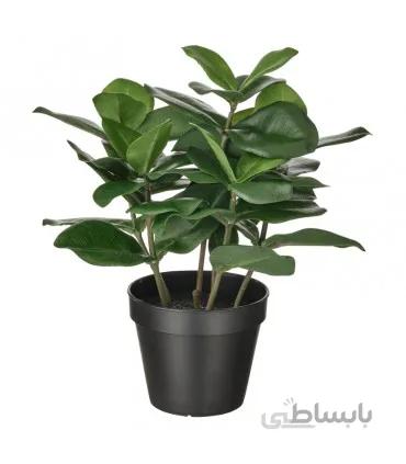 بوته گیاه کلوزیا ایکیا مدل FEJKA