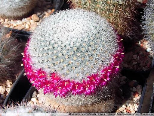 بذر مامیلاریا گونه های سفید خاص50عددی