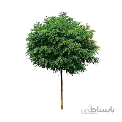 بذر درخت اقاقیا