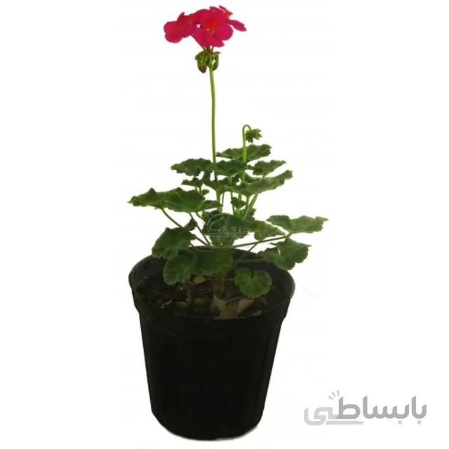 گل شمعدانی