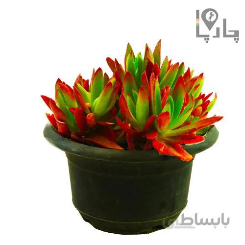 گیاه ناز قرمز یا کراسولا آتشین