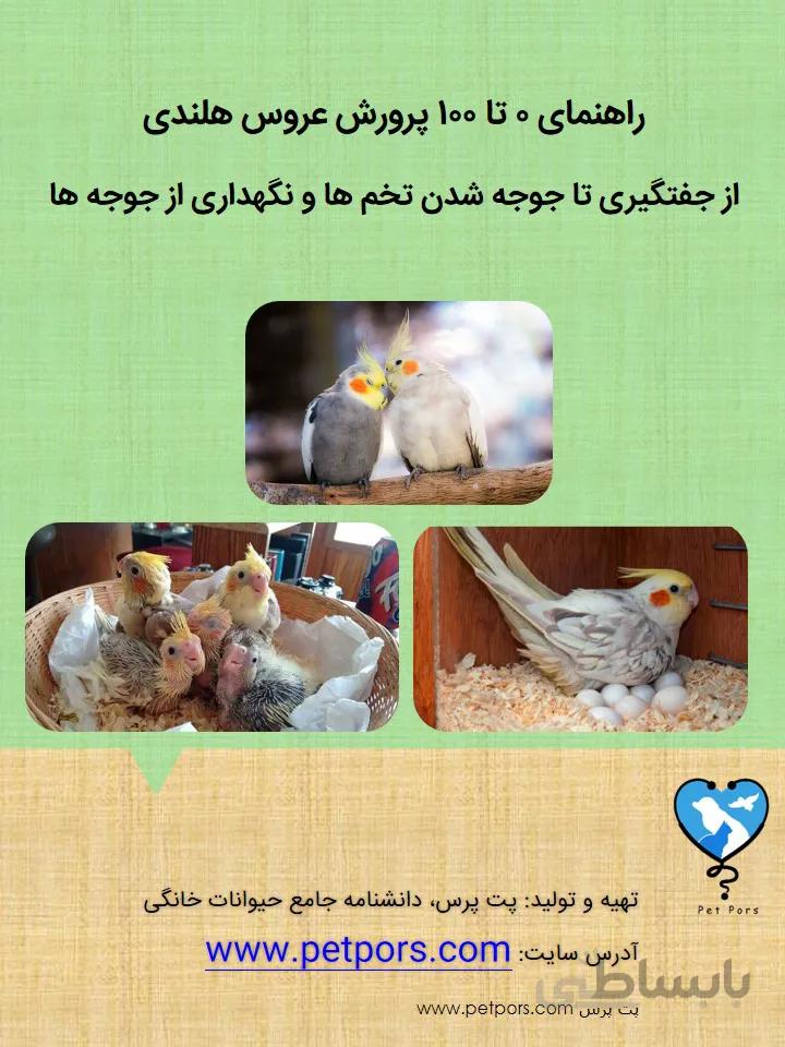 راهنمای ۰ تا ۱۰۰ پرورش عروس هلندی