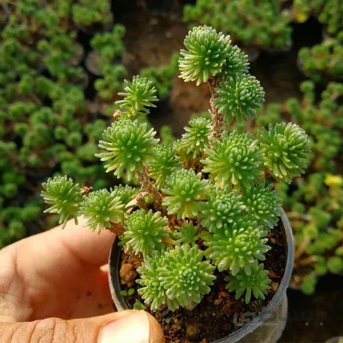 پک ساکولنت کاجی بنسای 16 تایی