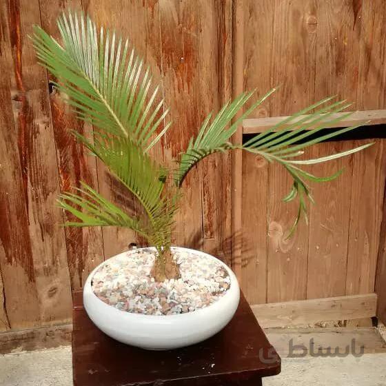 تراریوم دربسته با شمع