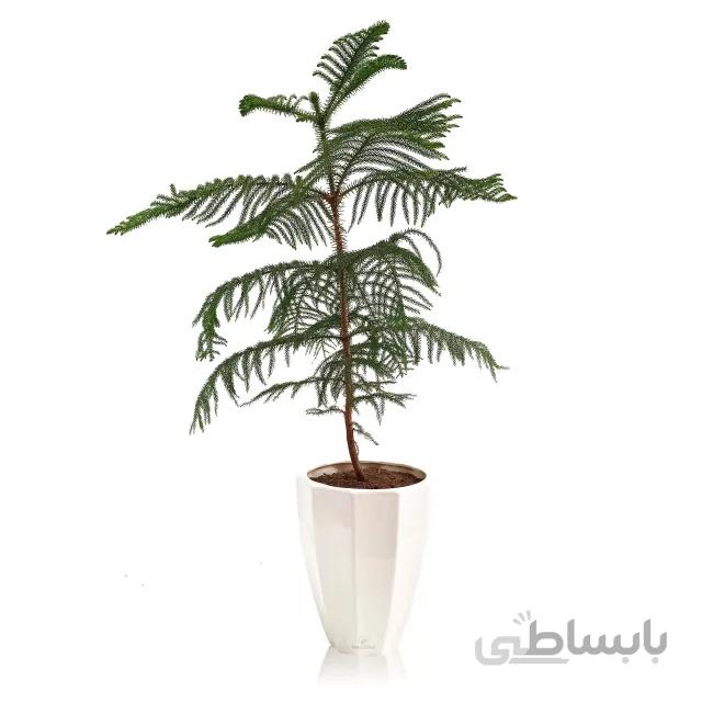 گیاه آپارتمانی کاج مطبق در گلدان سرامیکی طرح مثلث