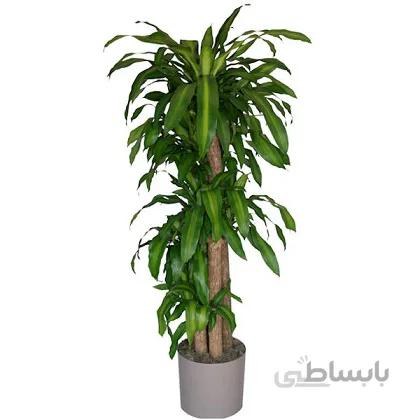 گل دراسنا پرچمی سطل 4