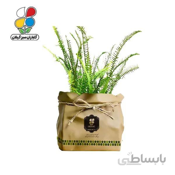 گیاه طبیعی سرخس گلباران سبز گیلان مدل GN13-39K