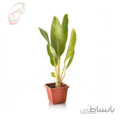 خرید گل آنلاین – آگلونما طلایی