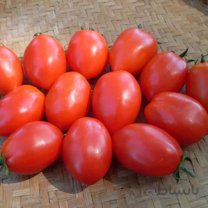 گوجه فیاسچتو ( بذر اورگانیک )