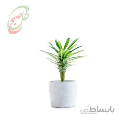خرید گل آنلاین – نخل ماداگاسکار