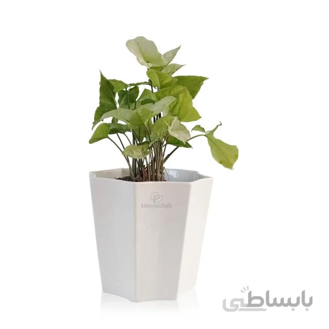 گیاه آپارتمانی سینگونیوم