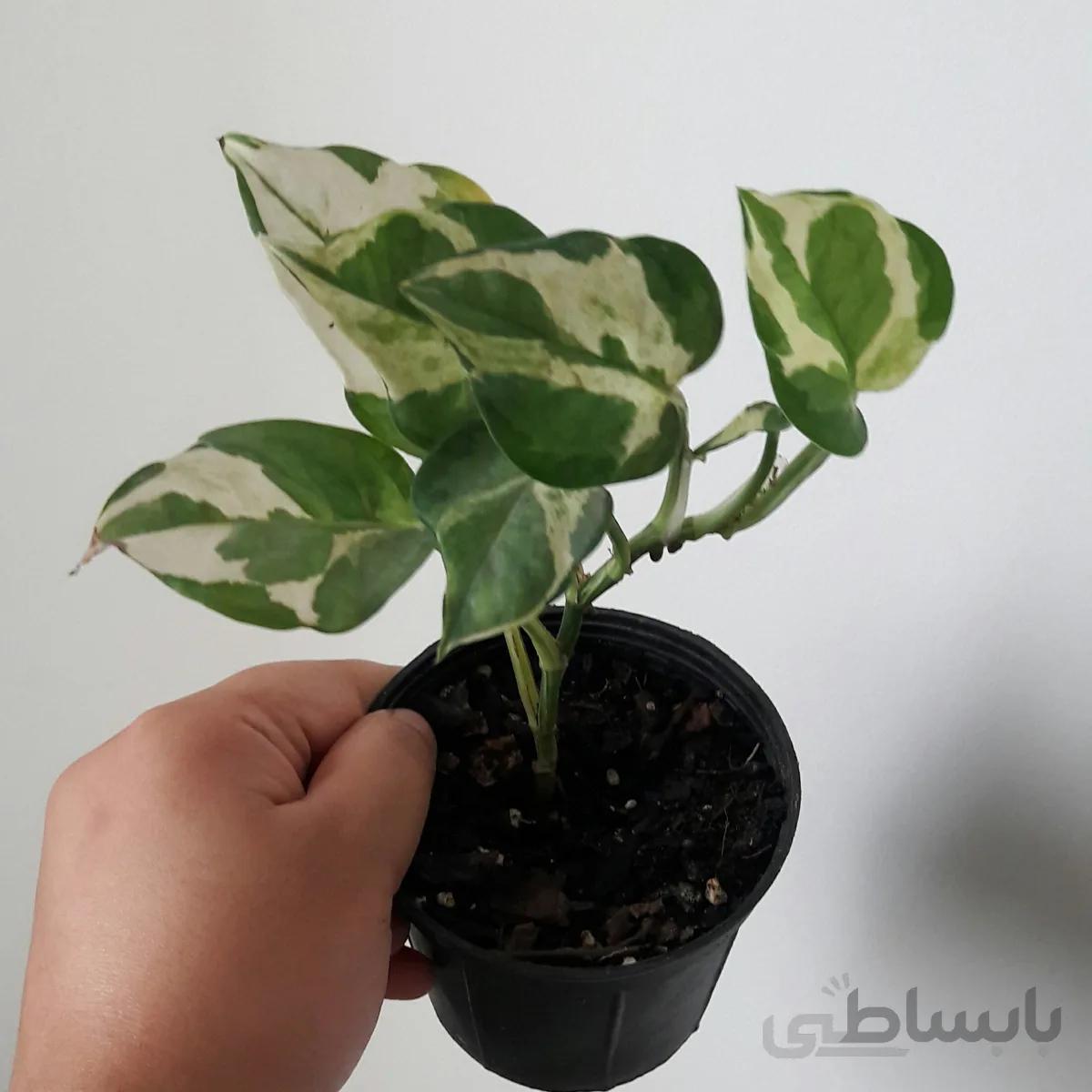 پتوس ارتشی