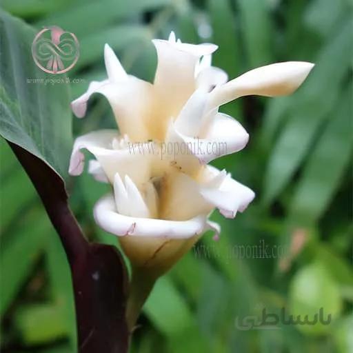بذر گل کالاتیا (شبیه بستنی)