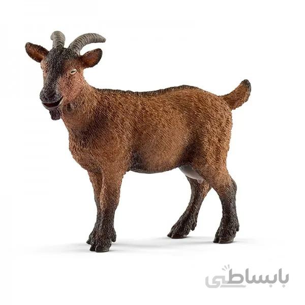بز اشلایش 13828