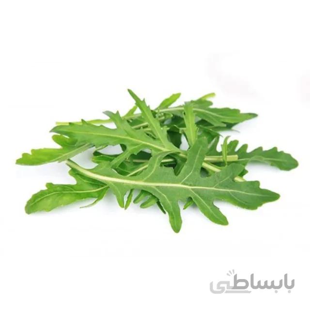 بذر منداب بسته ۳ گرمی