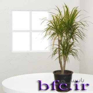 دراسینا