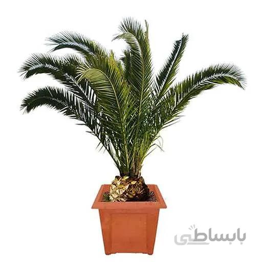 بذر نخل انیکس