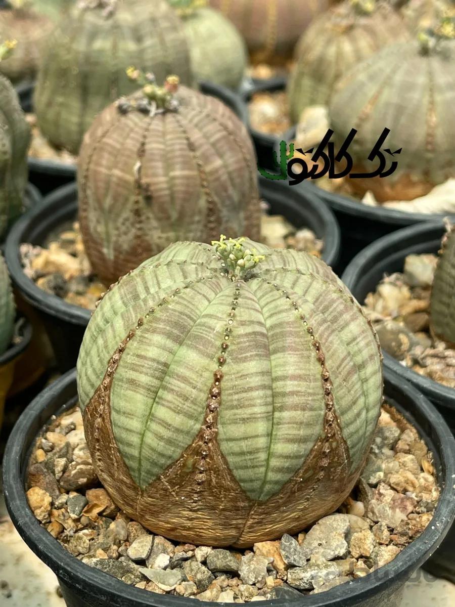 بذرافوربیا اوبسا ده عدد