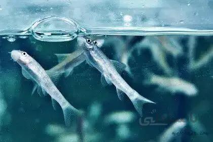 دکتر فیش مالزی سایز ۵ الی ۶ سانتیمری