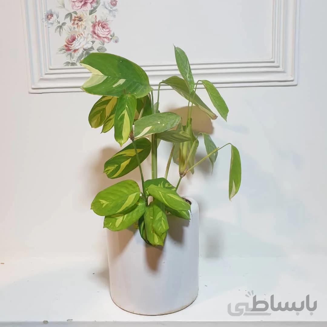 مارانتا