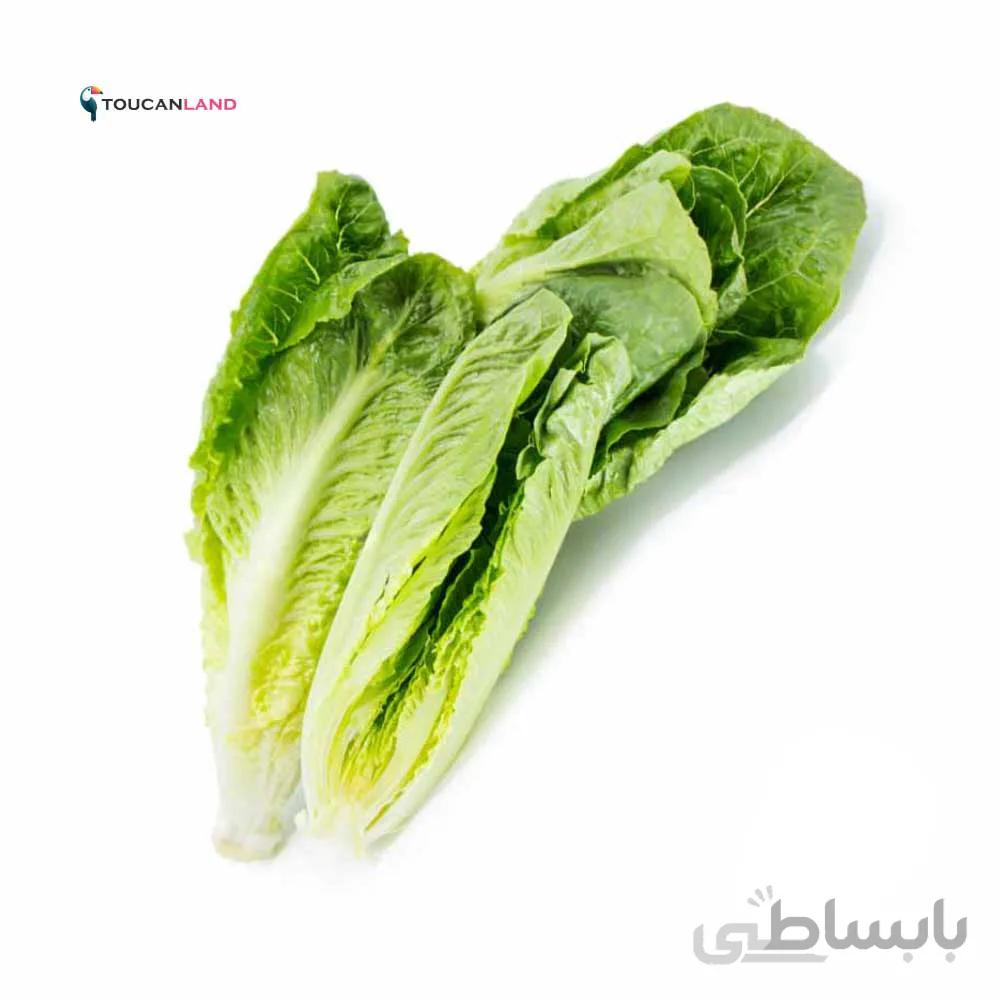 بذر کاهو سالادی