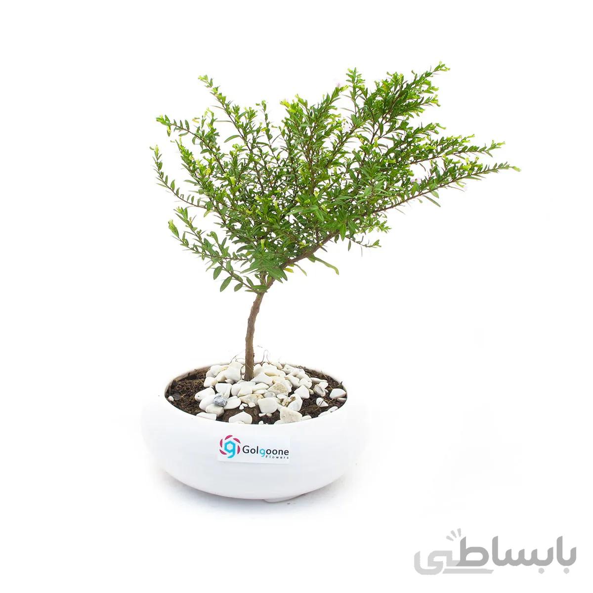 بونسای مرجان وحشی