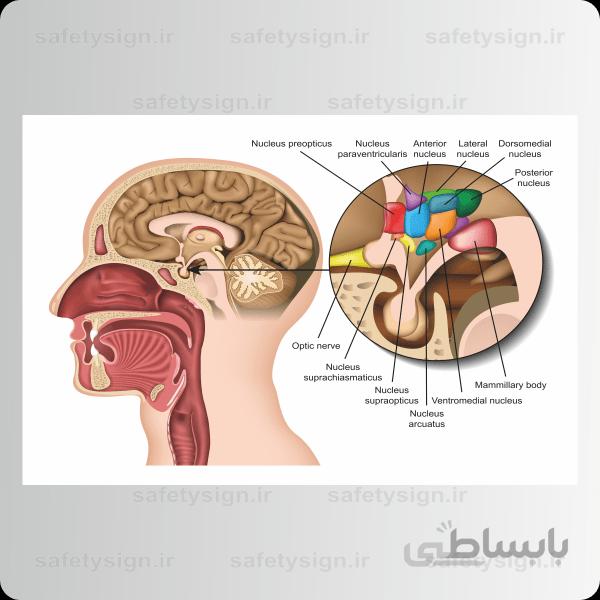 4761- آناتومی بدن – غده