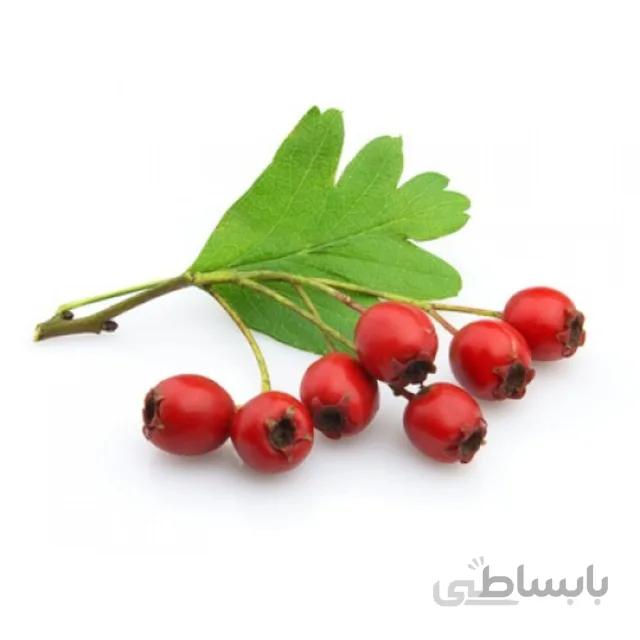 بذر گیاه زالزالک