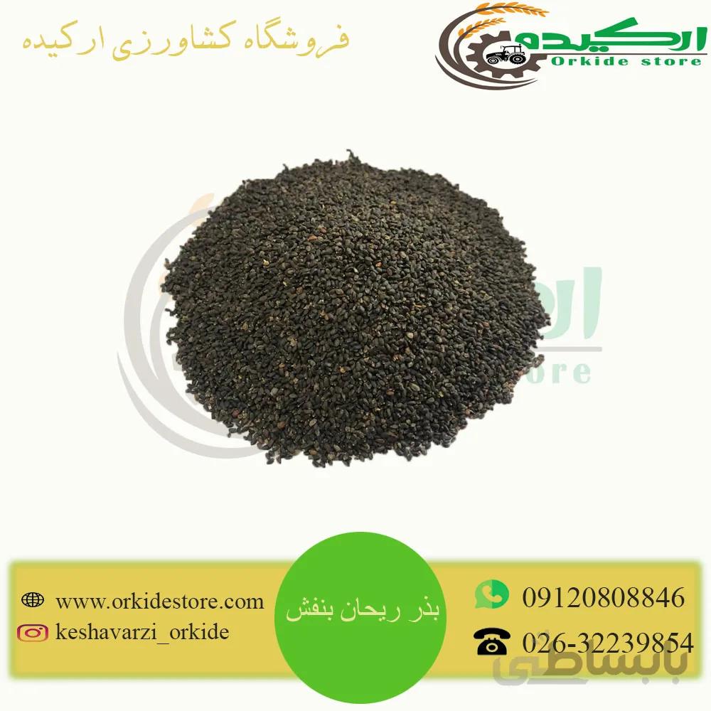 بذر ریحان بنفش