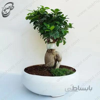 بونسای جینسینگ اصل سایز 4 طرح B-053 ( ارسال گل رایگان )