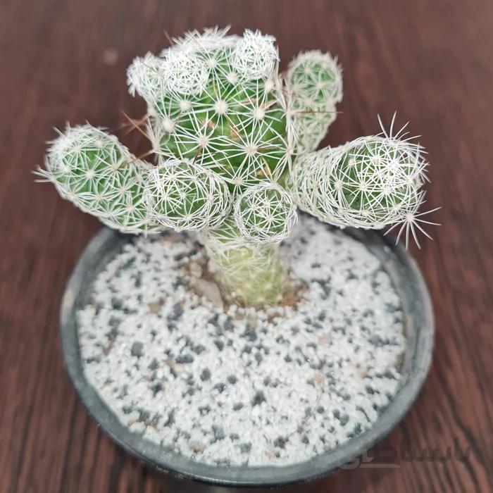 مامیلاریا گراسیلیس mammillaria grassilis