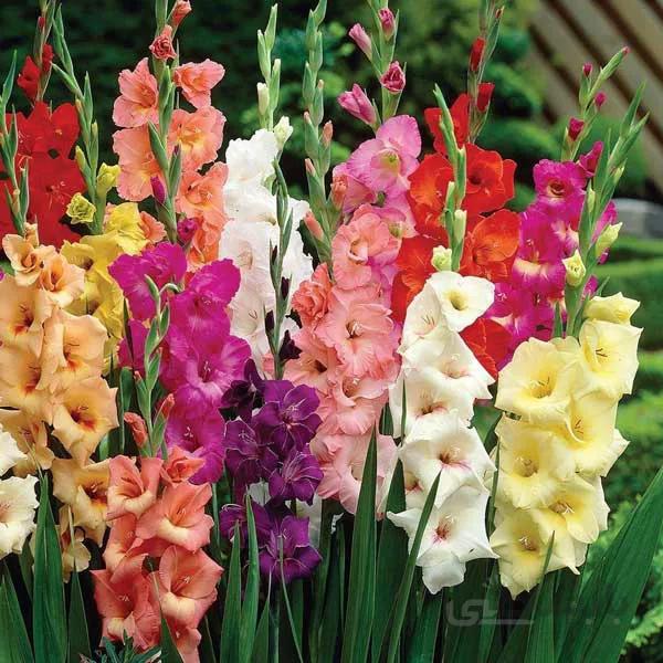 پیاز گل گلایول در سه رنگ