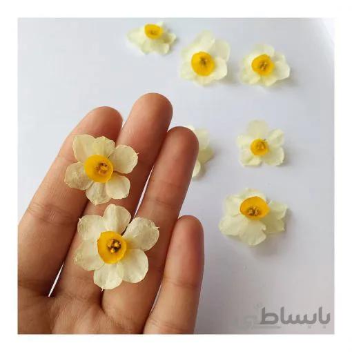 نرگس(بسته ۵ عددی)