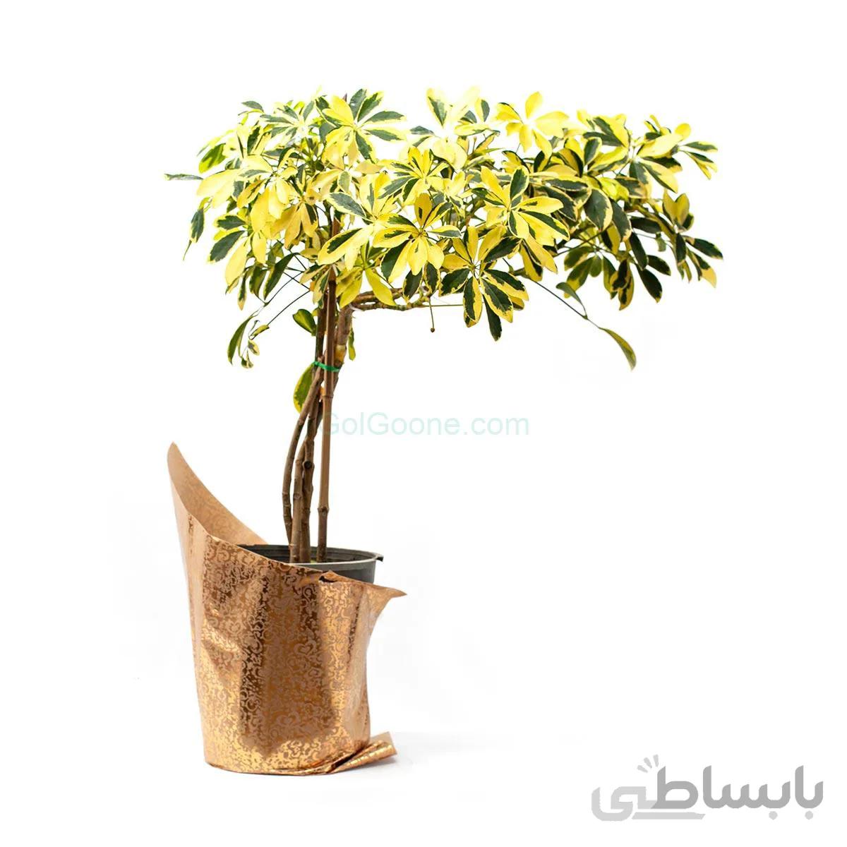 گیاه شفلرا مادام اسمیت | سایز بزرگ