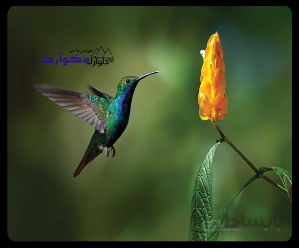 پوسترحیوانات022