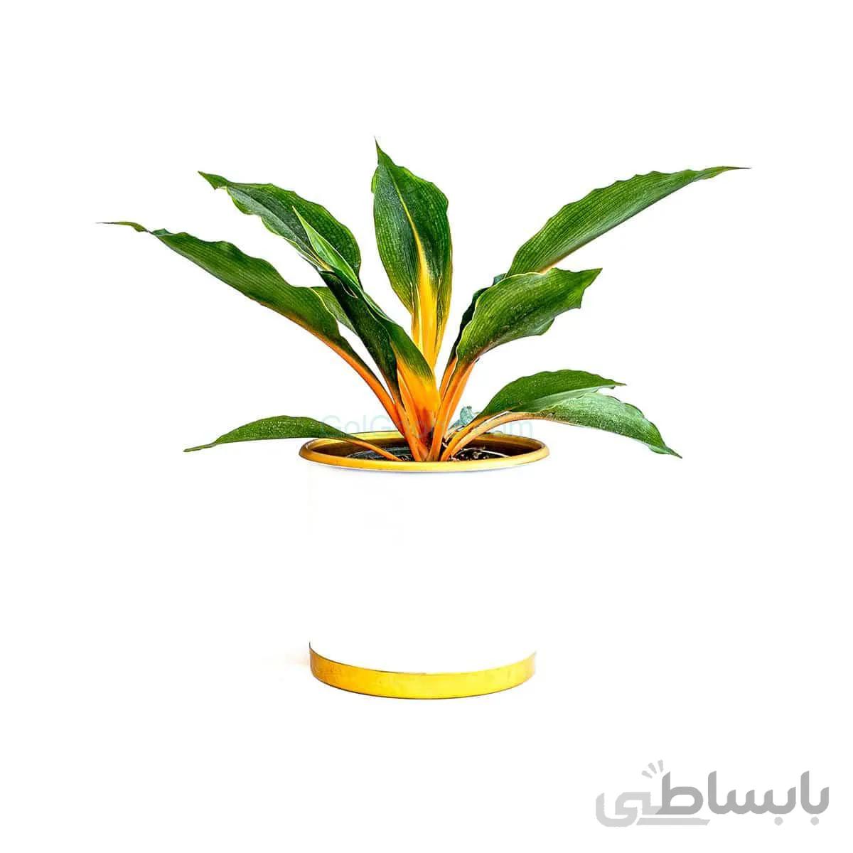 گیاه فلامینگو | سایز متوسط