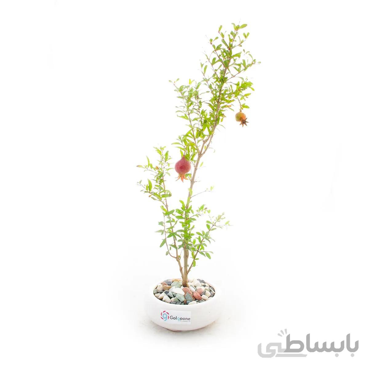 بونسای انار به همراه گلدان سفال | سایز کوچک