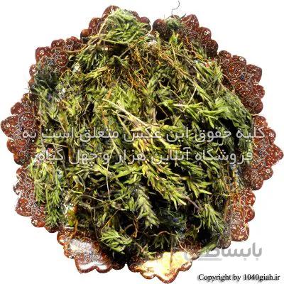 پونه کوهی خشک
