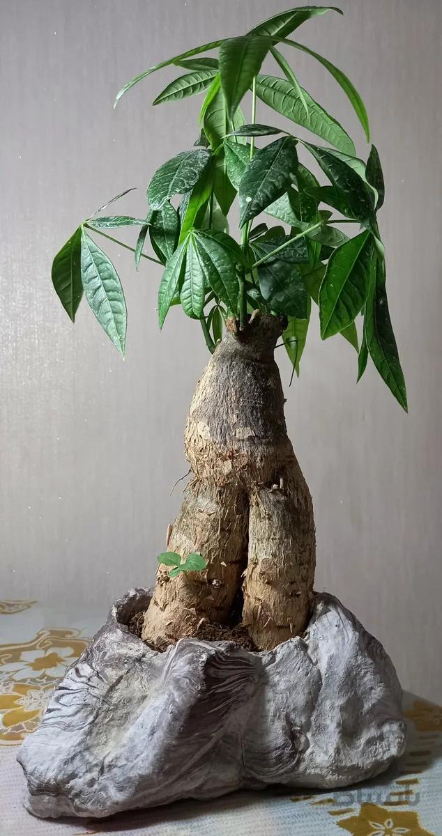 بنسای(بونسای) پاچیرا غول پیکر تنه دوبل وارداتی ا Pachira bonsai