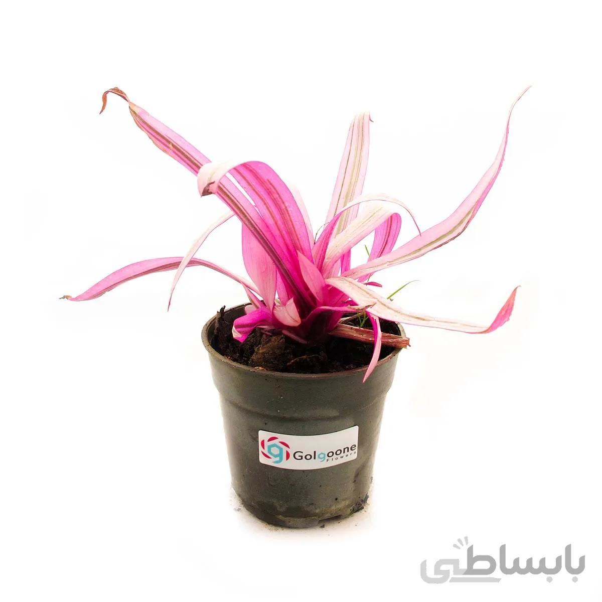 گیاه زیپلین یا موسی در گهواره