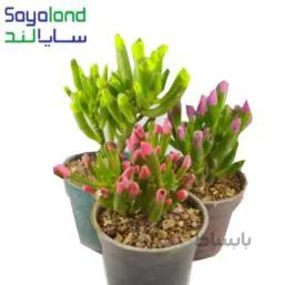 ساکولنت نعل اسبی