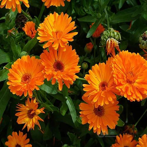 بذر گل همیشه بهار نارنجی