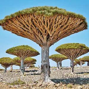 بذر درخت خون اژدها dracaena draco