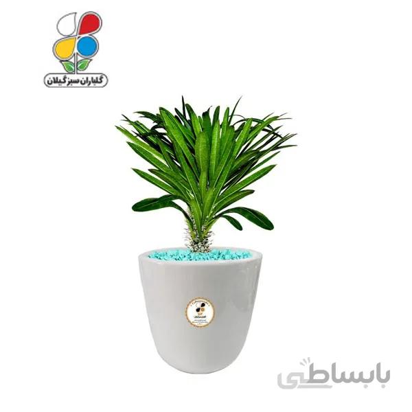 گیاه طبیعی نخل ماداگاسکار بزرگ مدل GN12-19L
