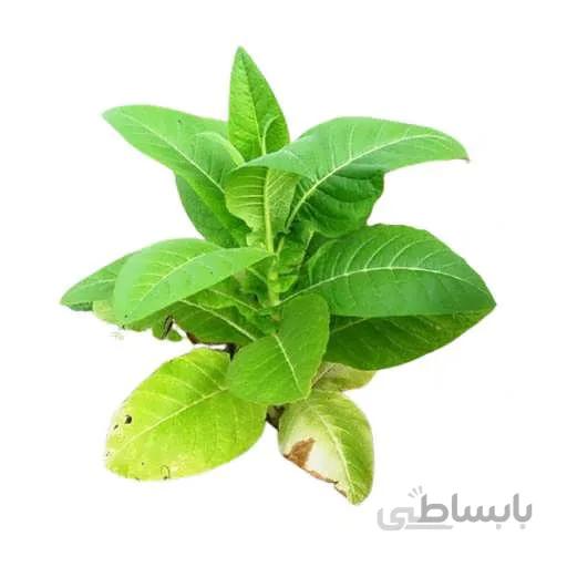 بذر تنباکو