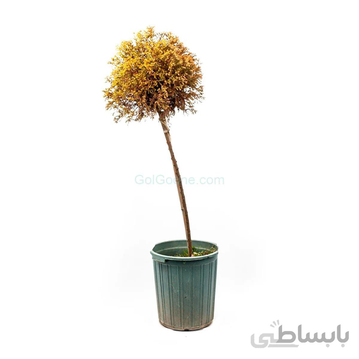 درختچه کاج ژنویه پیوندی (پایه دار)