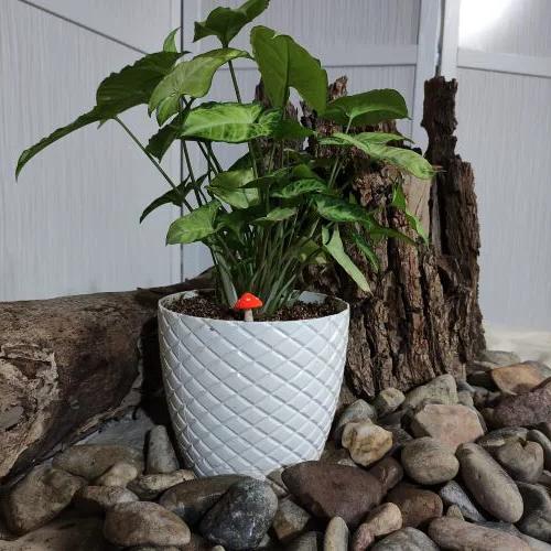 گل سینگنیوم ا Syngonium Podophyllum