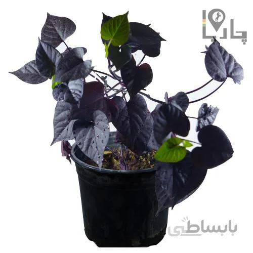 گیاه آپارتمانی ایپومیا Sweet potato